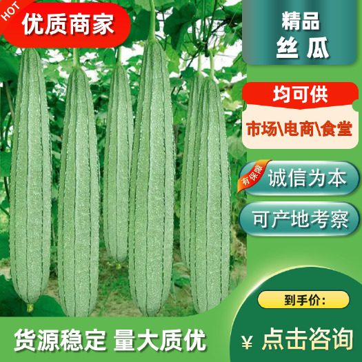 丝瓜八角瓜棱角瓜大量上市，质优价廉