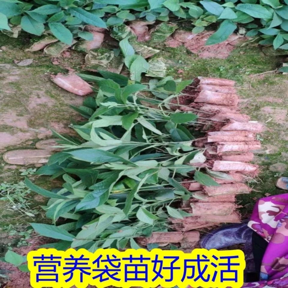 广西五指毛桃苗中药材苗带土带叶好种易活二年丰产