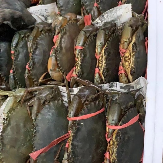 玉林生猛青蟹，肉蟹，羔蟹