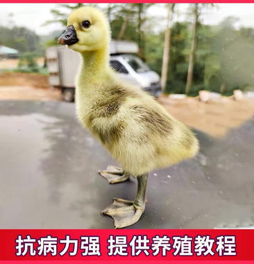 汕头潮汕纯种特大狮头鹅苗