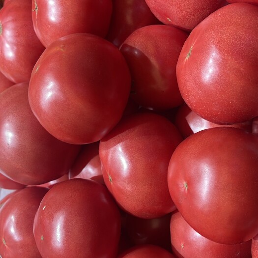 张家港市口感西红柿