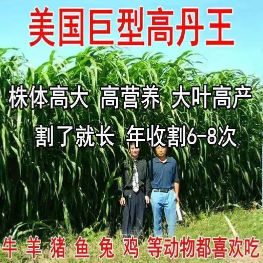 宿迁高丹草种子牧草种杂交高丹王草种养殖牛羊猪鸡鸭鹅兔草鱼草籽