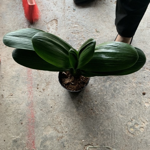 广州160盆君子兰B级货