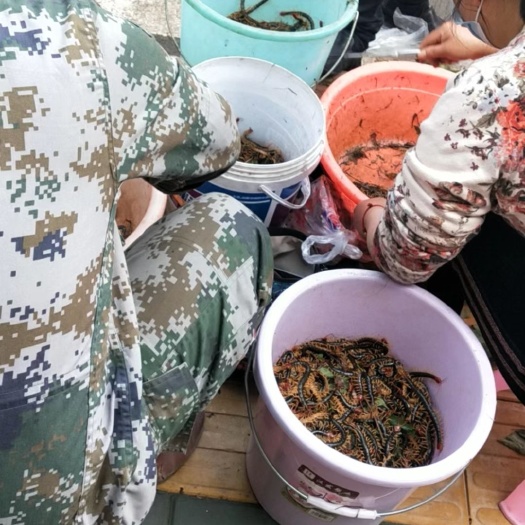 武汉今年 快上货了 有需要的可以联系