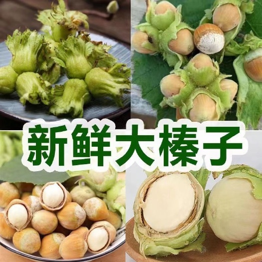 青龙县大榛子原味薄皮水仁野生新鲜特产生榛子脱皮