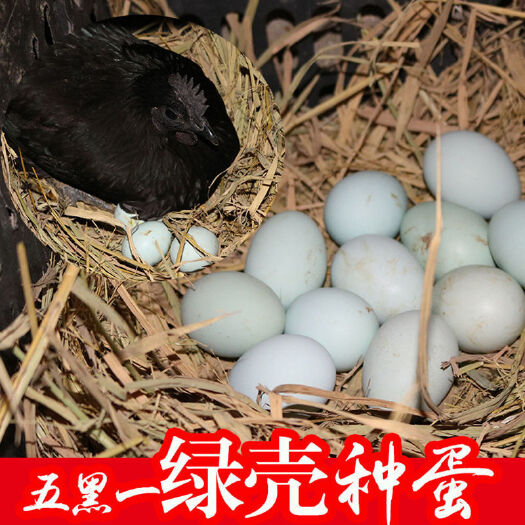 五黑一绿鸡纯种种蛋受精蛋乌鸡蛋受精可孵化乌骨鸡绿壳种蛋受精蛋