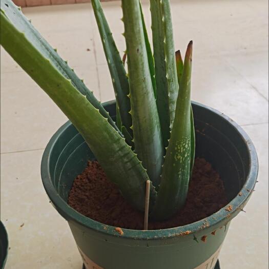芦荟胶苗包邮五年苗一颗