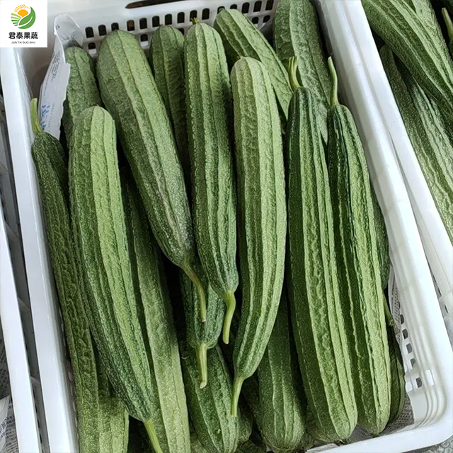 丝瓜八角瓜棱角瓜大量上市，质优价廉