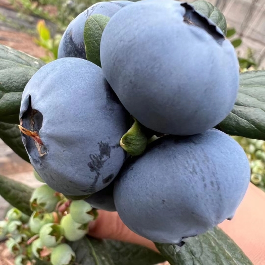 西班牙蓝莓L25蓝莓苗L11蓝莓F6蓝莓，德雷珀蓝莓法新