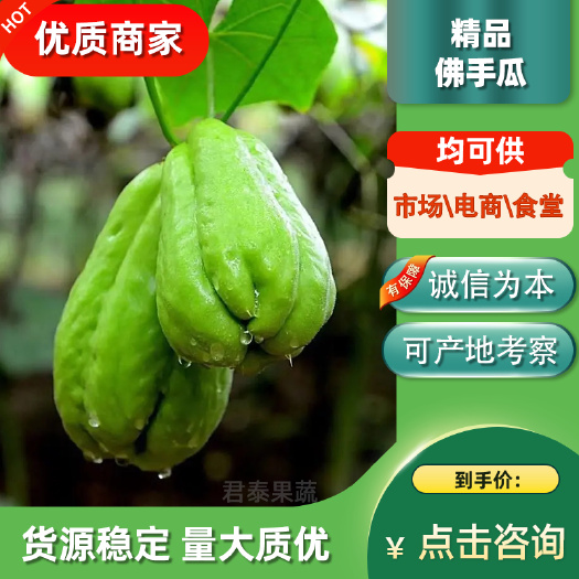 徐闻县佛手瓜广东皮薄肉厚应季蔬菜扶手瓜丰收瓜洋捧瓜龙须菜福寿瓜