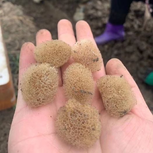 阜宁县水蛭蚂蟥卵茧蚂蟥蛋水蛭幼苗开口苗满月苗养殖基地直供包回收