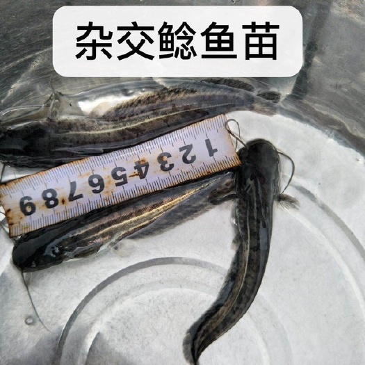 新兴县杂交鲶鱼苗/南方大口鲶