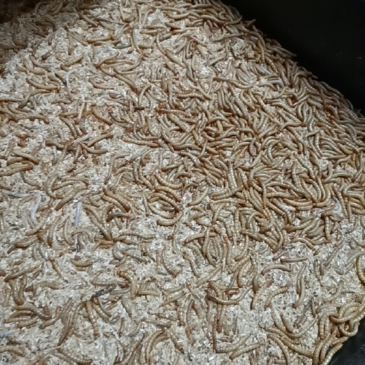启东市黄粉虫供应，活体饲料高蛋白，开口虫供应