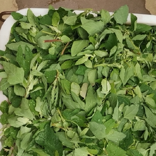 普定县灰灰菜