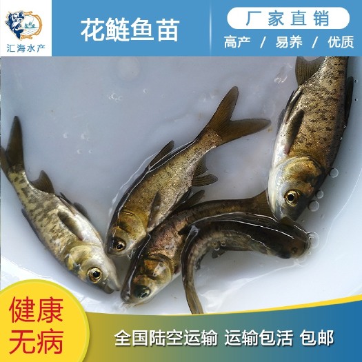 广州鳙鱼苗 花鲢鱼苗 大头鱼苗 胖头鱼苗 渔场直供 全国发货