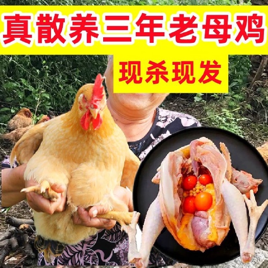 长沙散养3年土鸡老母鸡新鲜现杀黄河滩草鸡土鸡笨鸡月子鸡走地鸡