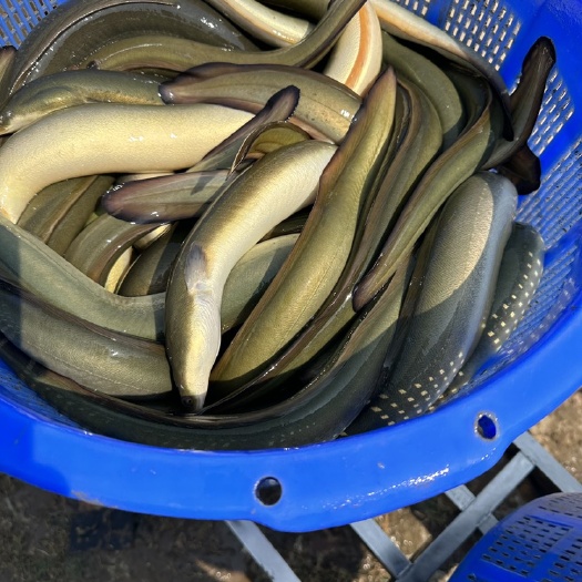 小黄鳗