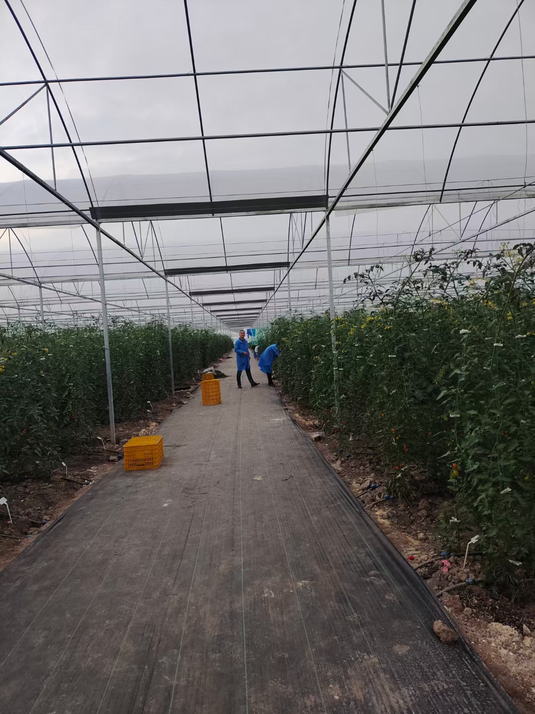 农业蔬菜温室大棚，专业上门实地设计，安装