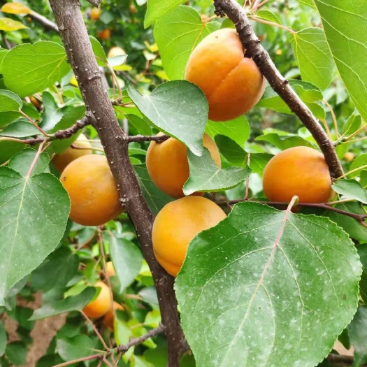 泾阳县丰园红杏