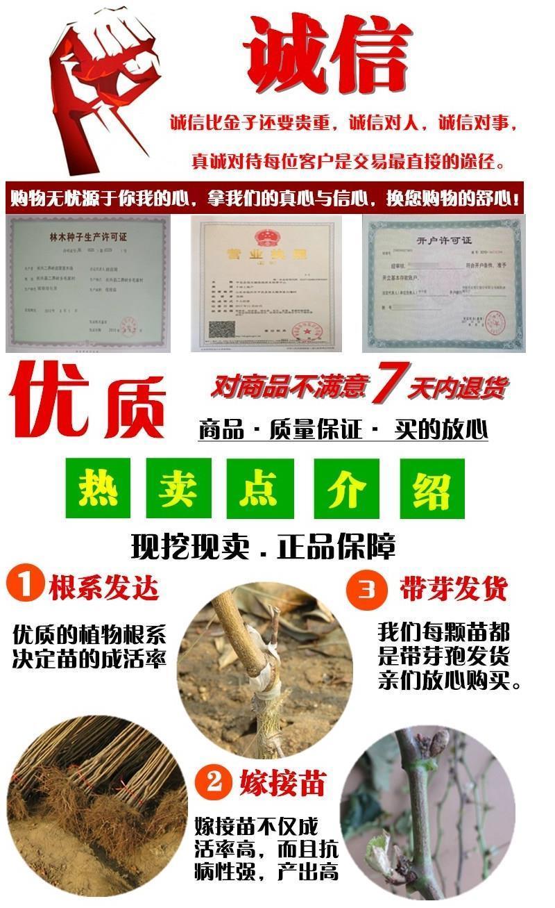 桃树苗，秦王桃树苗，红不软桃树苗，锦绣黄桃苗，水蜜桃苗