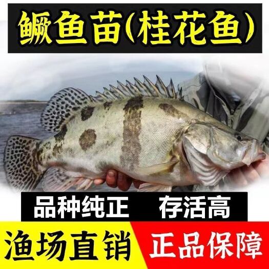 广州桂鱼苗  桂花鱼，桂花鱼苗5-9公分，饲料鳜鱼苗，基场直销