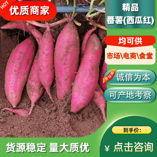 徐闻县红薯西瓜红广东现挖现发大量上市