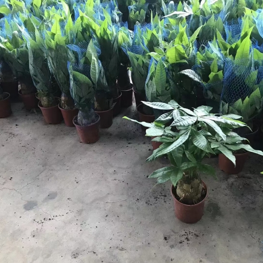 广州发财树基地直销全国发货物美价廉品质好诚信交经营有保障