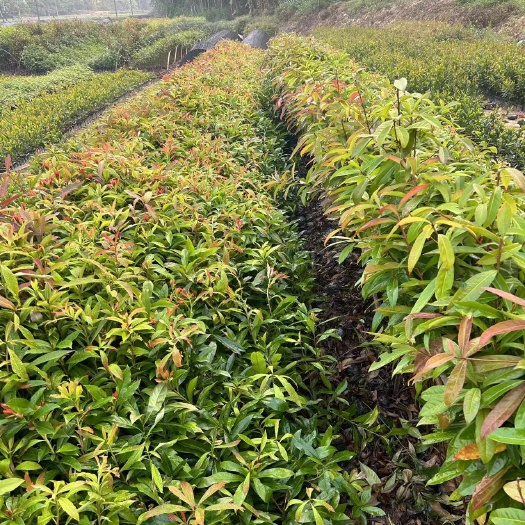 木荷杯苗