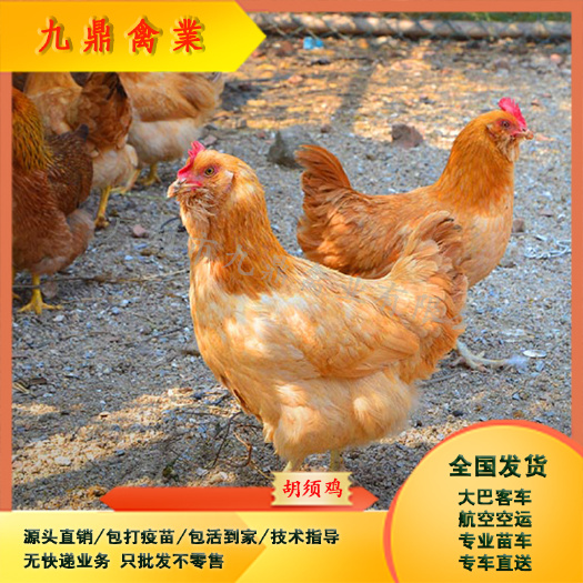 广州广州孵化场直售胡须鸡苗三黄鸡苗胡子鸡苗小种土鸡苗包做疫苗