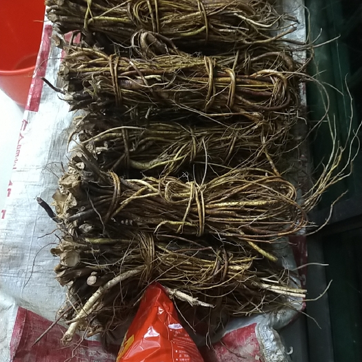 清远五指毛桃