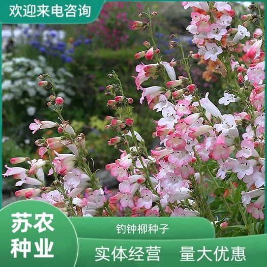 钓钟柳种子吊钟柳花卉种子阳台草花种子耐寒景观花海花种子花籽