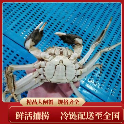 兴化市大闸蟹江苏兴化河蟹一手货源，现捞现发供应批发市场电商零售
