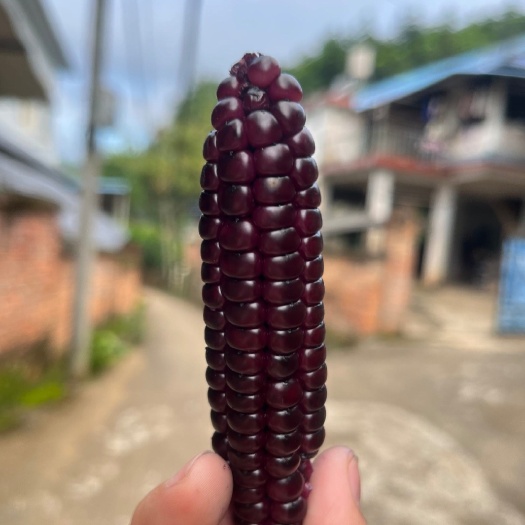 景洪市西双版纳紫糯小玉米