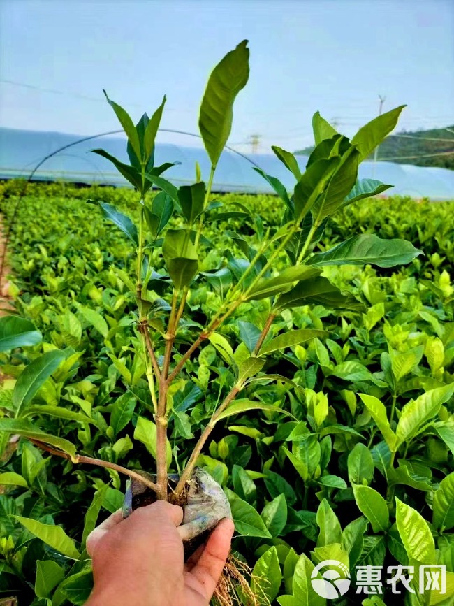 大叶栀子花 小苗 漳州基地直销 各种地被苗