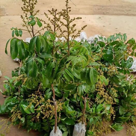 灵山县1棵300斤无核龙眼苗嫁接石硖储良四季龙眼桂圆苗红皮龙眼当年