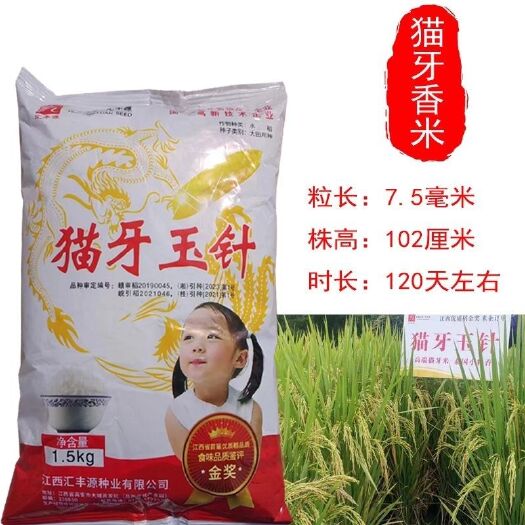 猫牙玉针水稻种子 猫牙米种子2019年江西优质稻品种