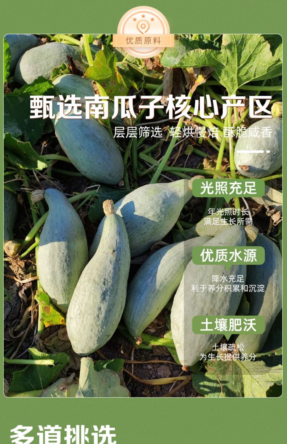 美人甲南瓜子长粒椒盐原味新货批发厂家直销炒熟美指甲南瓜籽包邮