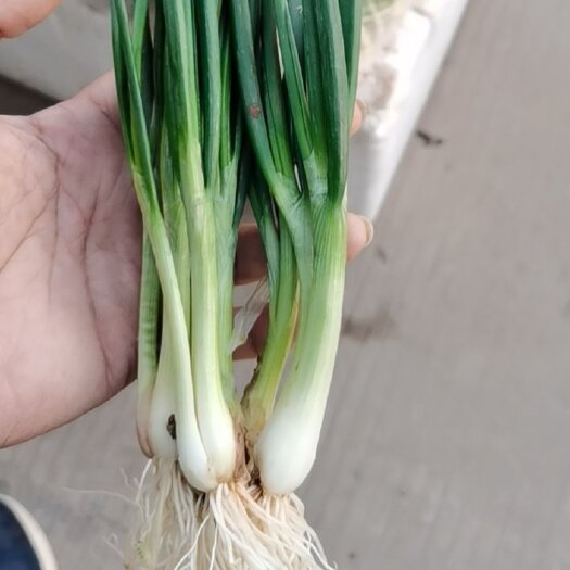 玉溪香葱