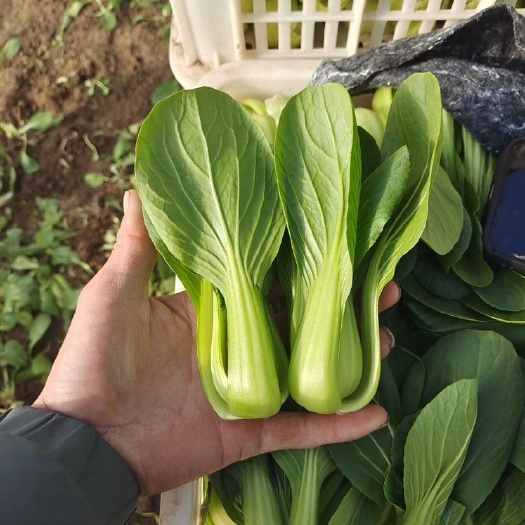 曹县精品上海青，产地直发