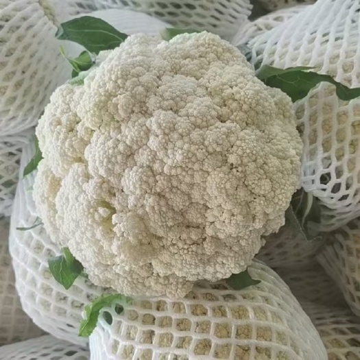 博爱县河南花菜，白花菜花  ，色白青梗，小米粒，线上保障交易。