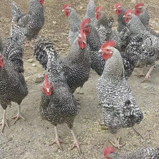 衡阳纯黑芦花鸡苗厂家直销量大实惠可以送货上门