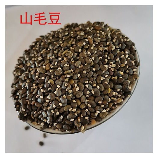 沭阳县山毛豆种子白灰毛豆种籽道路护坡灌木山地造林荒地绿化改良水土