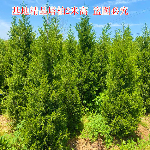 沭阳县蜀侩、刺柏、塔柏、圆柏，基地自产自销