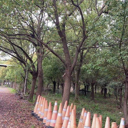 肥东县香樟树