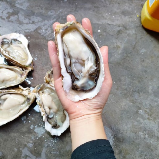 饶平县生蚝全壳，潮州蚝，半壳加工，免费清洗