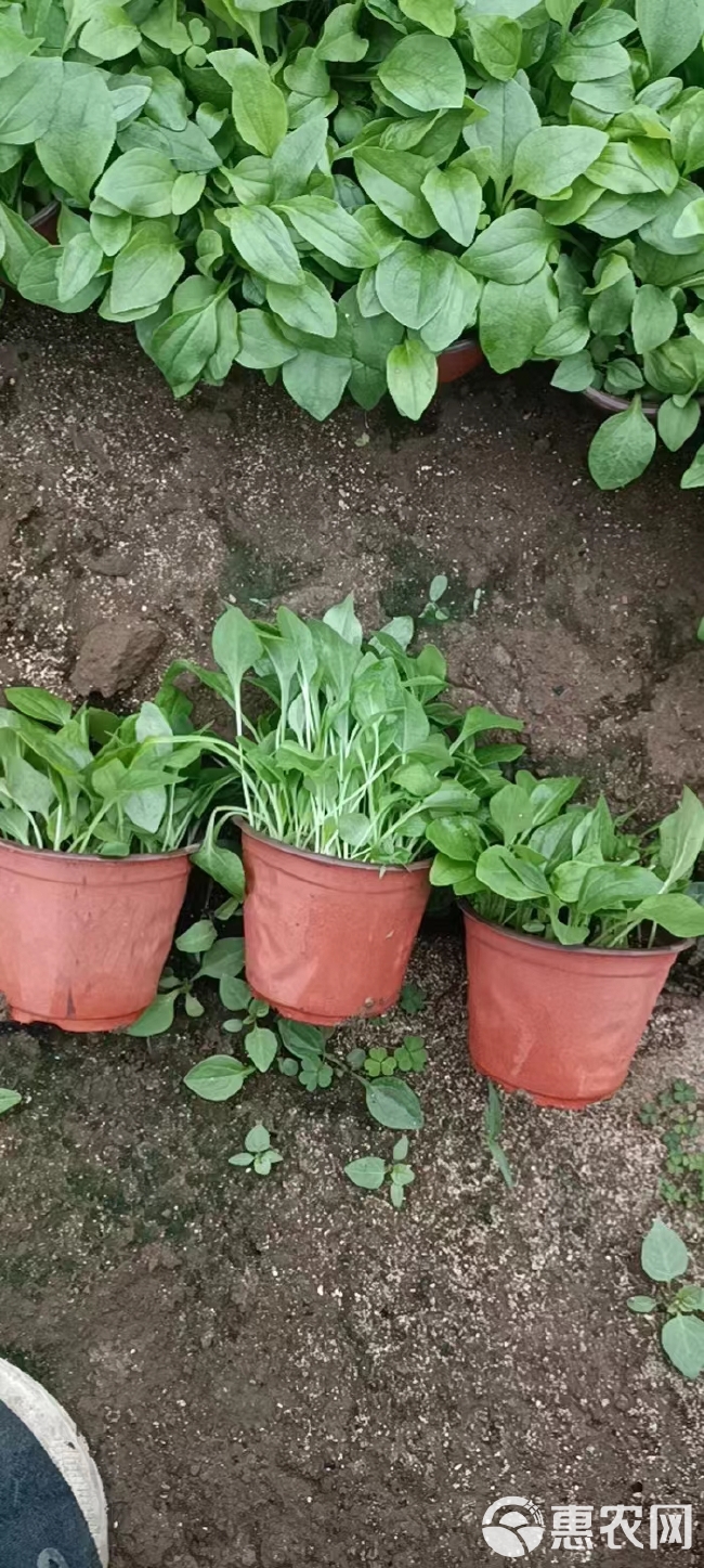 松果菊，松果菊花苗，松果菊杯苗