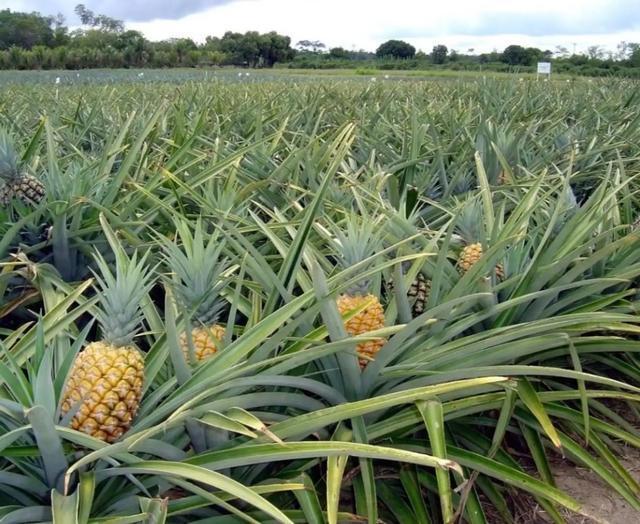 灵川县精选云南新鲜香水菠萝产地直发鲜甜可口金钻凤梨菠萝