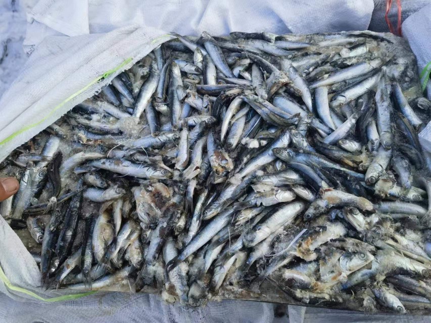 提鱼，一二三锅有货，价格超低