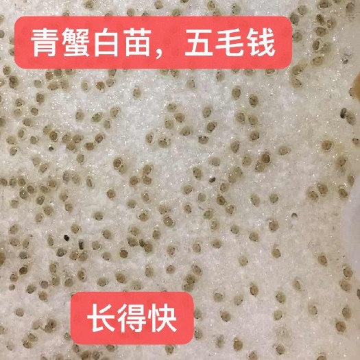 广东潮汕青蟹白苗小螃蟹活体幼苗海捕养殖批发白苗