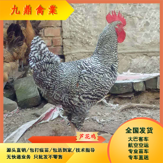 广州广州孵化场直售大种黑芦花鸡苗汶上芦花鸡苗金芦花白芦花鸡苗